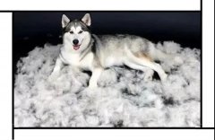 毛質(zhì)差、過(guò)度脫毛？華興重磅推出犬美毛處方糧